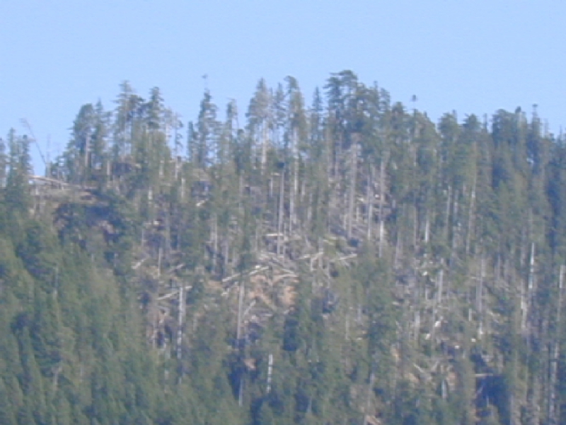 Colonel Bob Blowdown Timber